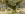 Metusalem-Hainbuche_116343