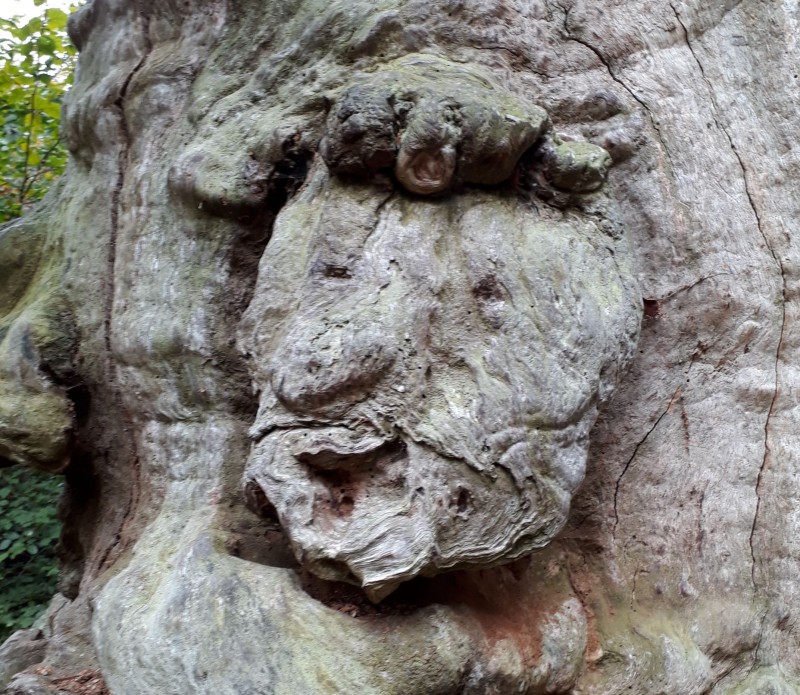 Eiche mit Gesicht 301m