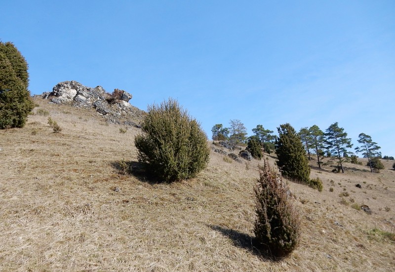 Gungoldinger Wacholderheide 439m