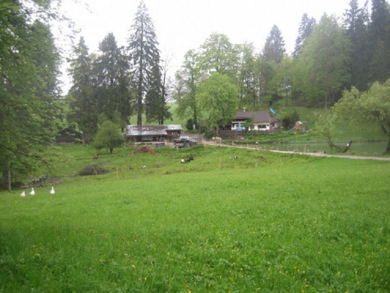 Kochelbergalm 833m