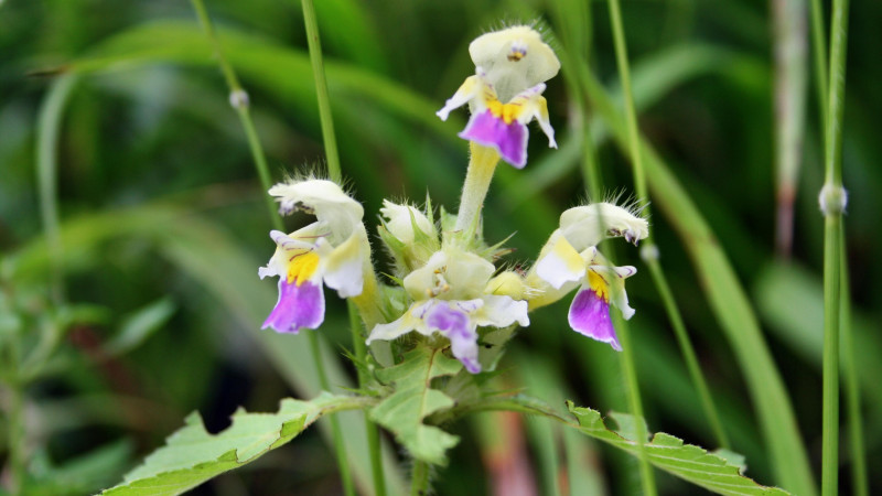 Koppentraun-Weg 606m