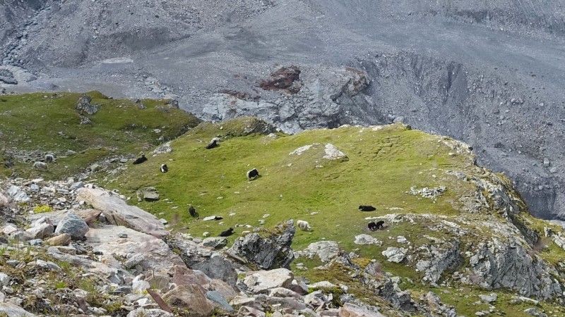 Madritschh�tte 2840m