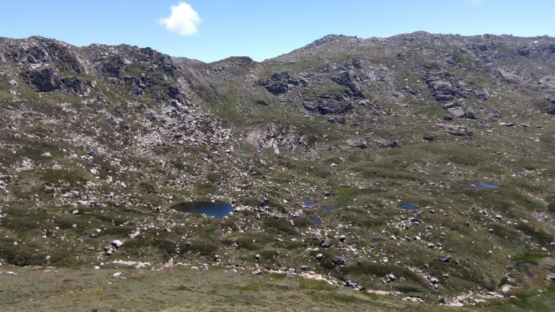 Mt Townsend 2209m