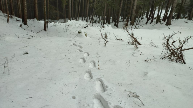 Platte (Ruhpolding) 1168m