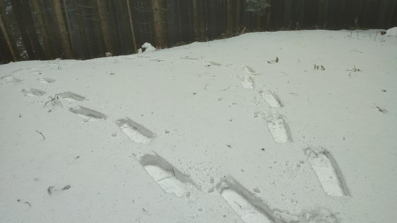 Platte (Ruhpolding) 1168m