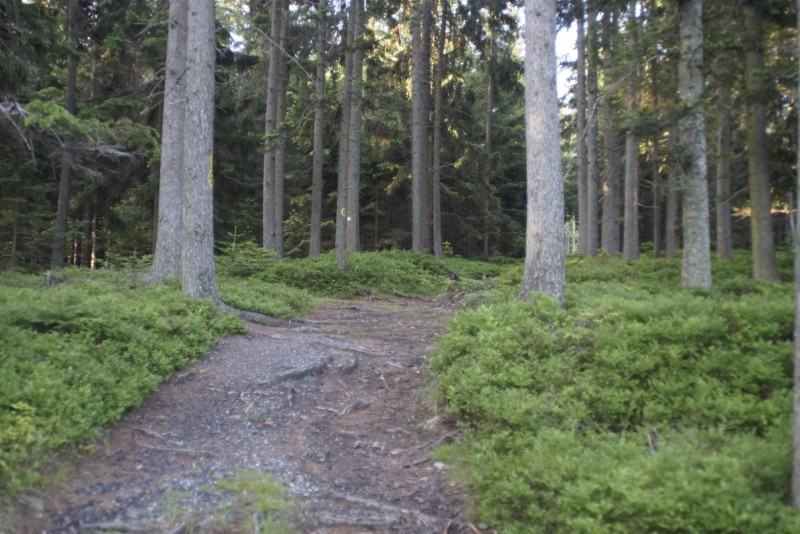Wildwiese 1235m