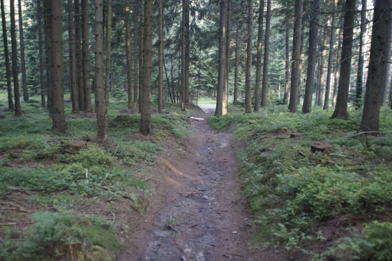 Wildwiese 1235m