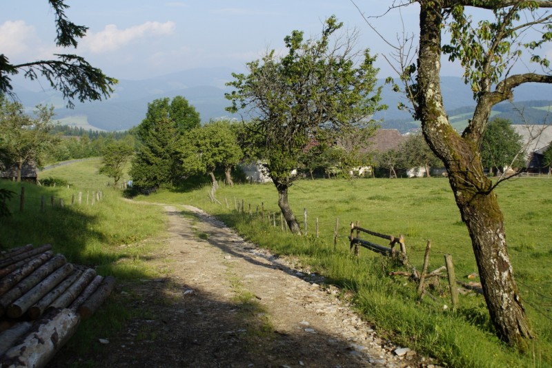 Wildwiese 1235m