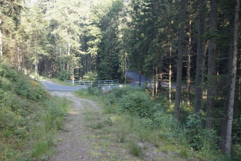 Wildwiese 1235m