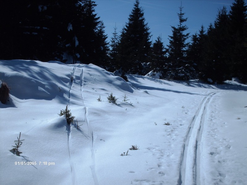 Zajeci hora 1008m