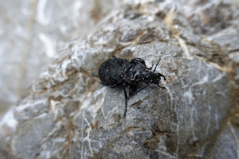 Archtallaine