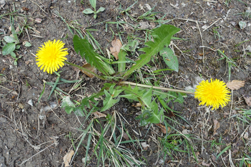 Bad Kohlgrub - Elmauberg - Hinteres H�rnle - Ri�berg