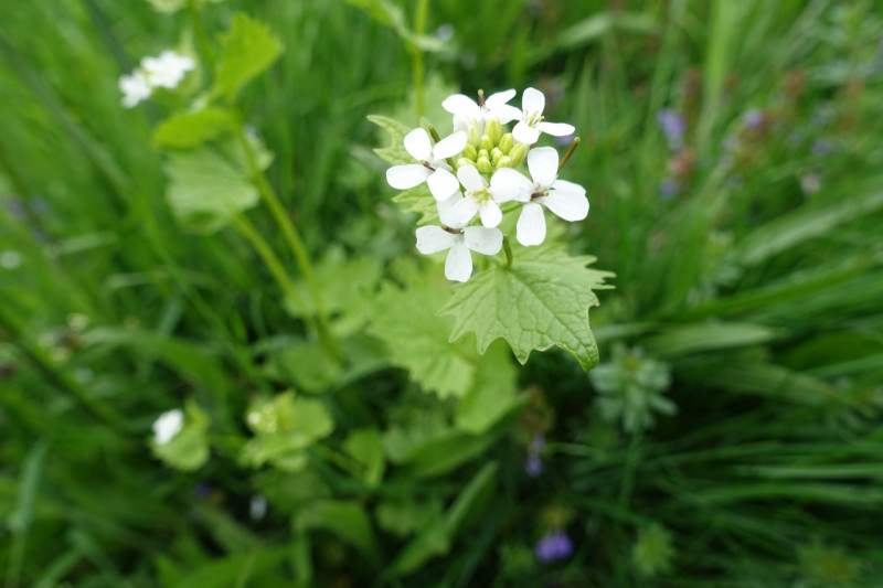 Bad Kohlgrub - Elmauberg - Hinteres H�rnle - Ri�berg