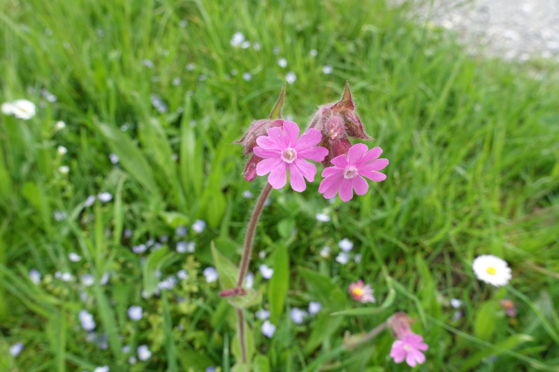 Bad Kohlgrub - Elmauberg - Hinteres H�rnle - Ri�berg