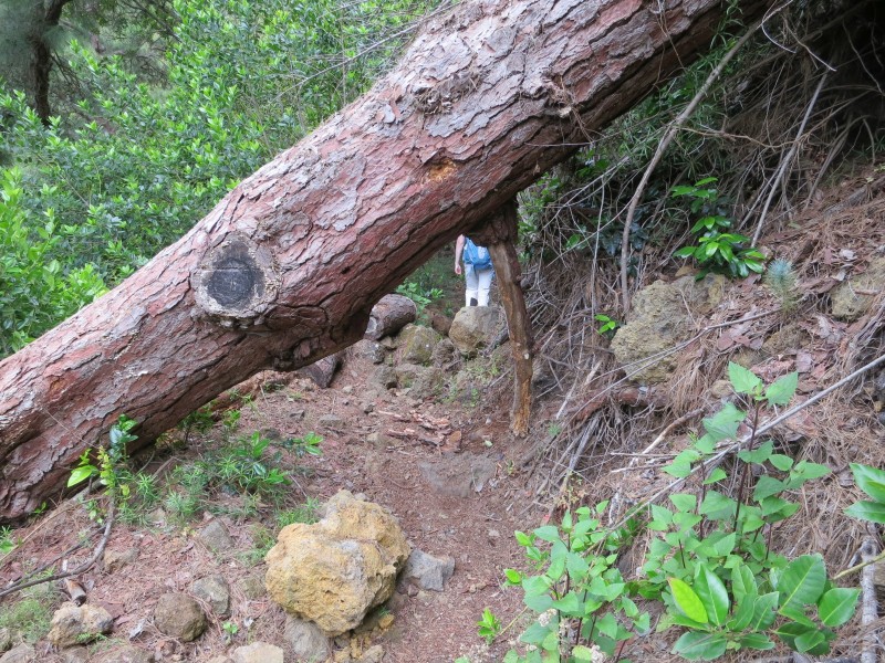 Barranco de la Madera