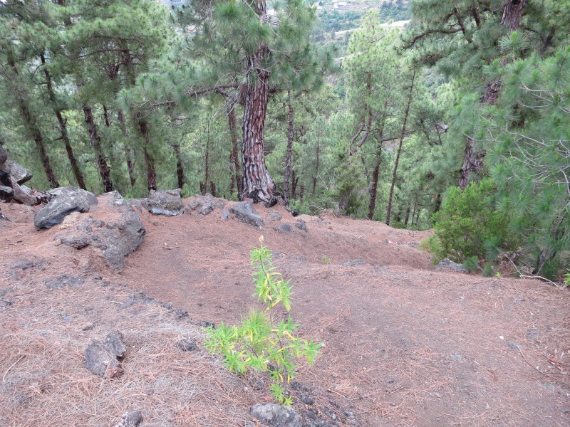 Barranco de la Madera