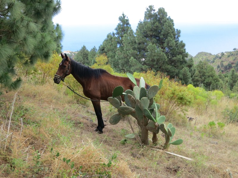 Barranco de la Madera