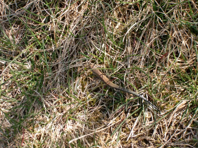 Traumpfad Bergheidenweg