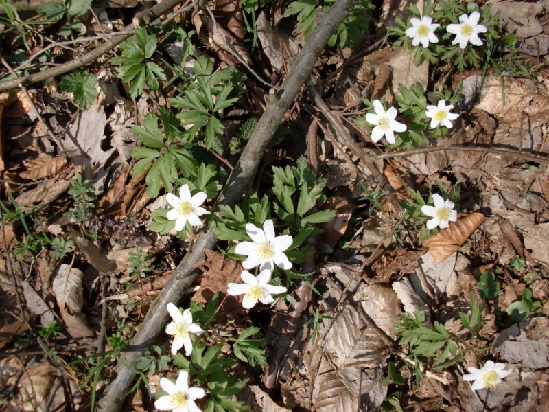 Traumpfad Bergheidenweg