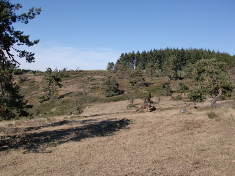 Traumpfad Bergheidenweg