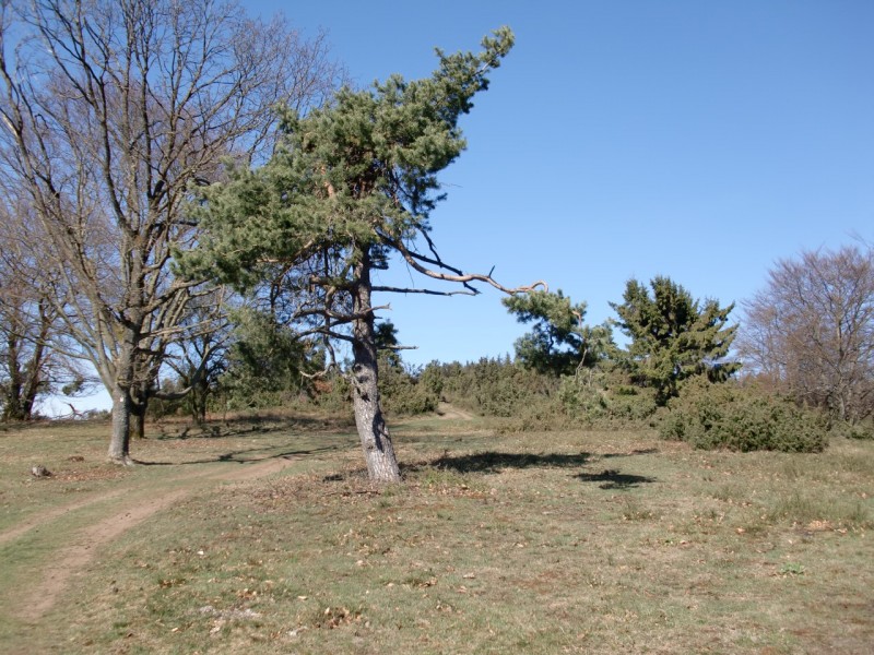 Traumpfad Bergheidenweg