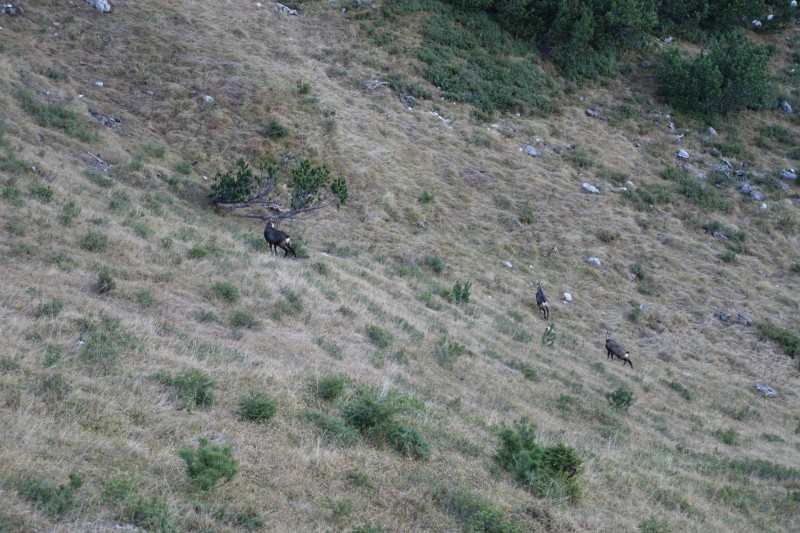 Lochgehrenkopf - Lochgehrenspitze - Sulzspitze - Strindschartenkopf - Litnisschrofen - Krinnenspitze - Nesselwngle