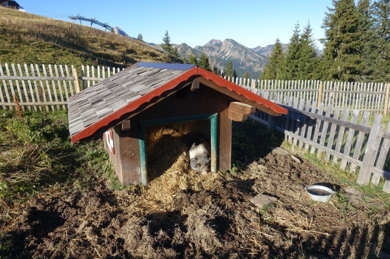 Lochgehrenkopf - Lochgehrenspitze - Sulzspitze - Strindschartenkopf - Litnisschrofen - Krinnenspitze - Nesselwngle