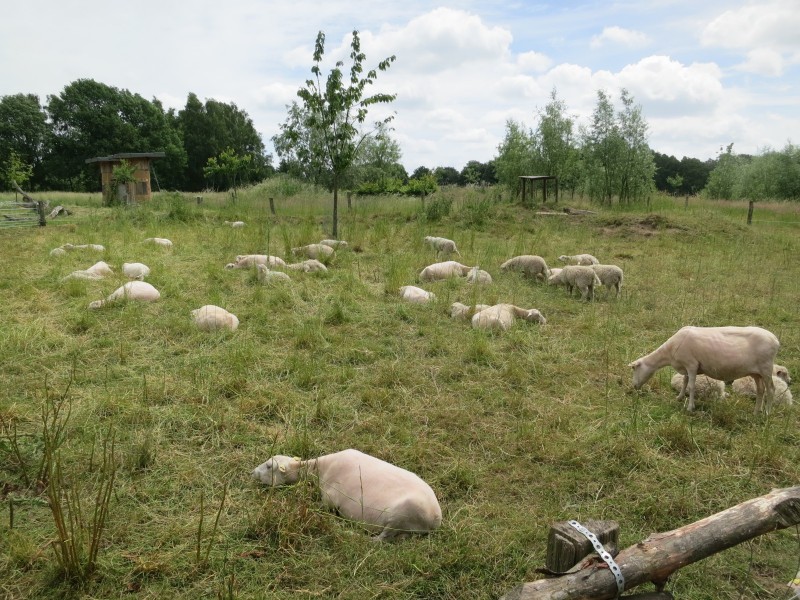 Birgeler Urwald