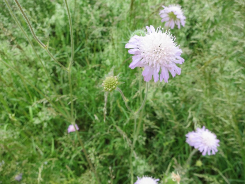 Birgeler Urwald