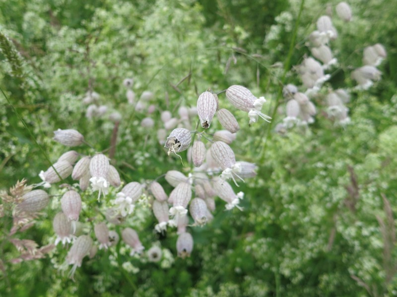 Birgeler Urwald