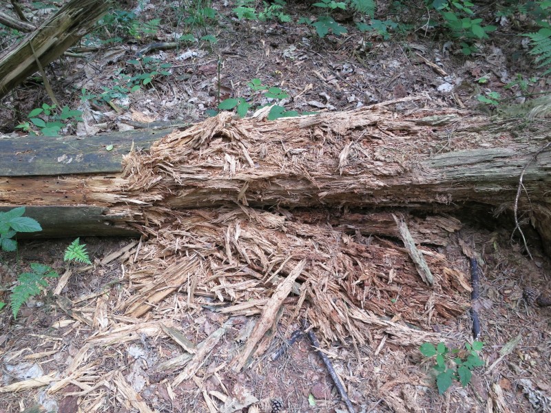 Birgeler Urwald