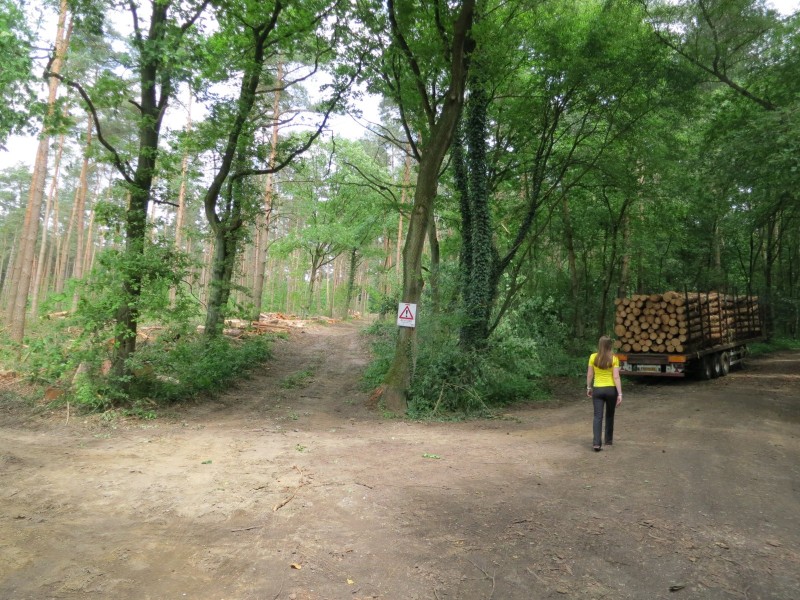 Birgeler Urwald