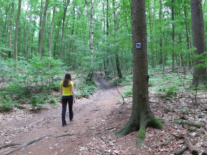 Birgeler Urwald