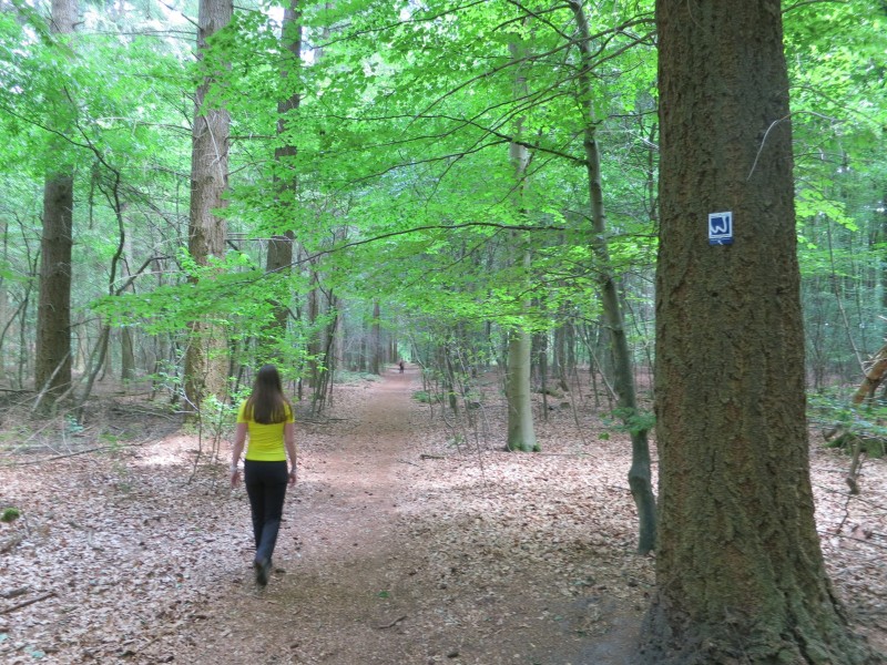 Birgeler Urwald