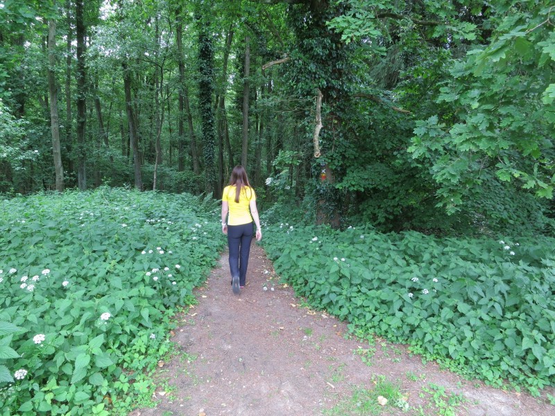Birgeler Urwald