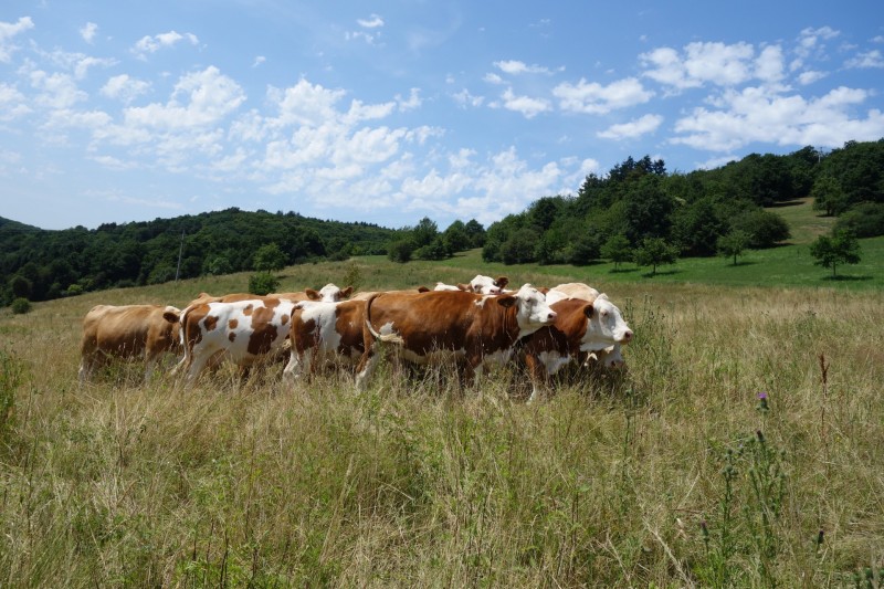 Breisiger L�ndchen - Premiumweg