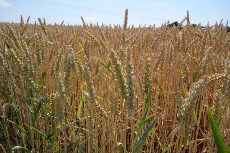 Breisiger L�ndchen - Premiumweg