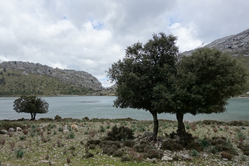 Cuber - Puig de l Ofre - Puig de na Franquesa - Puig de sa Rateta - Cuber