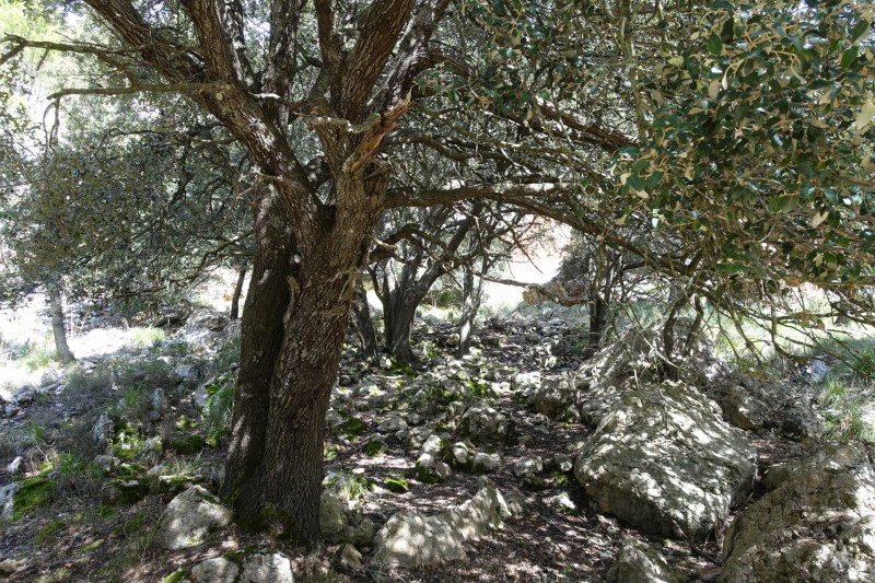Cuber - Puig de l Ofre - Puig de na Franquesa - Puig de sa Rateta - Cuber