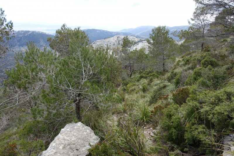 Cuber - Puig de l Ofre - Puig de na Franquesa - Puig de sa Rateta - Cuber