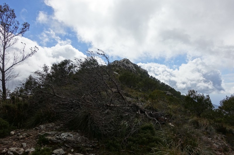 Cuber - Puig de l Ofre - Puig de na Franquesa - Puig de sa Rateta - Cuber
