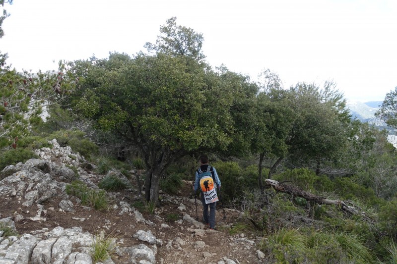 Cuber - Puig de l Ofre - Puig de na Franquesa - Puig de sa Rateta - Cuber