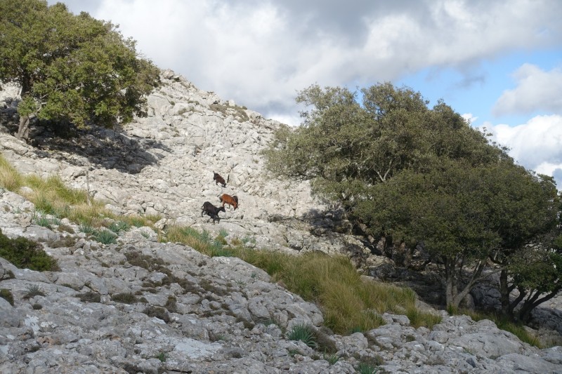 Cuber - Puig de l Ofre - Puig de na Franquesa - Puig de sa Rateta - Cuber