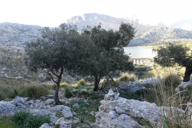 Cuber - Puig de l Ofre - Puig de na Franquesa - Puig de sa Rateta - Cuber