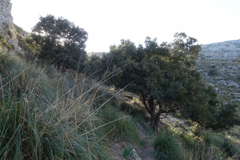 Cuber - Puig de l Ofre - Puig de na Franquesa - Puig de sa Rateta - Cuber