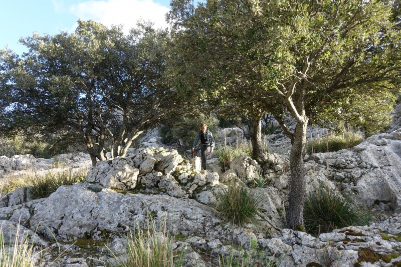 Cuber - Puig de l Ofre - Puig de na Franquesa - Puig de sa Rateta - Cuber