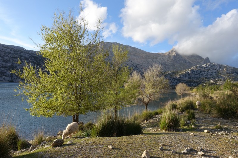 Cuber - Puig de l Ofre - Puig de na Franquesa - Puig de sa Rateta - Cuber