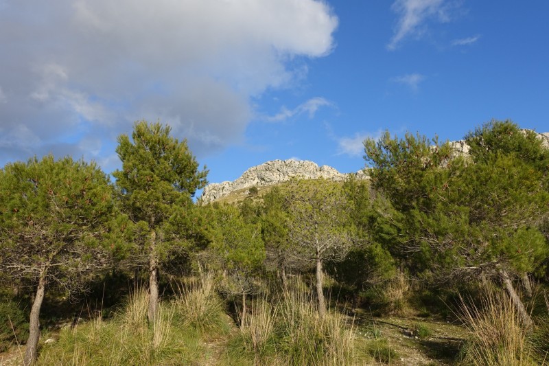 Cuber - Puig de l Ofre - Puig de na Franquesa - Puig de sa Rateta - Cuber