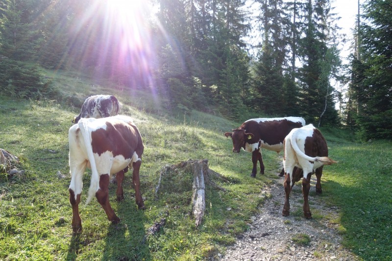 Eckenberg - Ameisberg - Rowank - Esterberg-Alm - Httlsteig