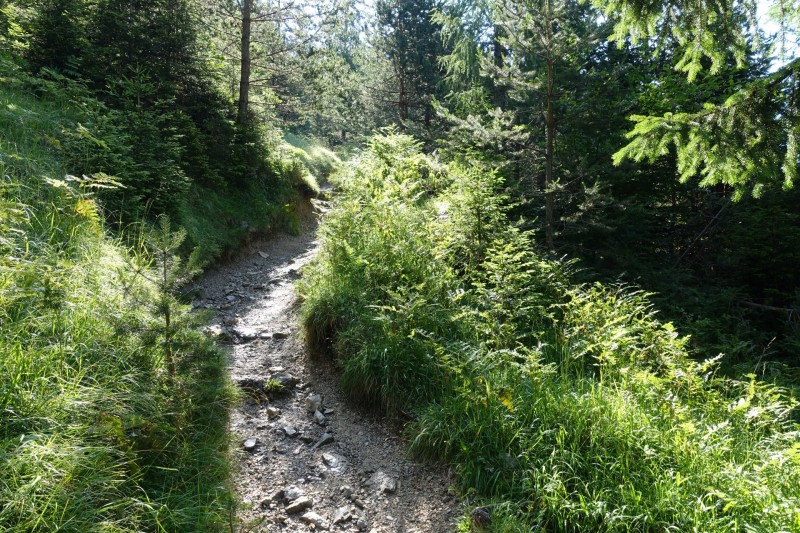 Eckenberg - Ameisberg - Rowank - Esterberg-Alm - Httlsteig